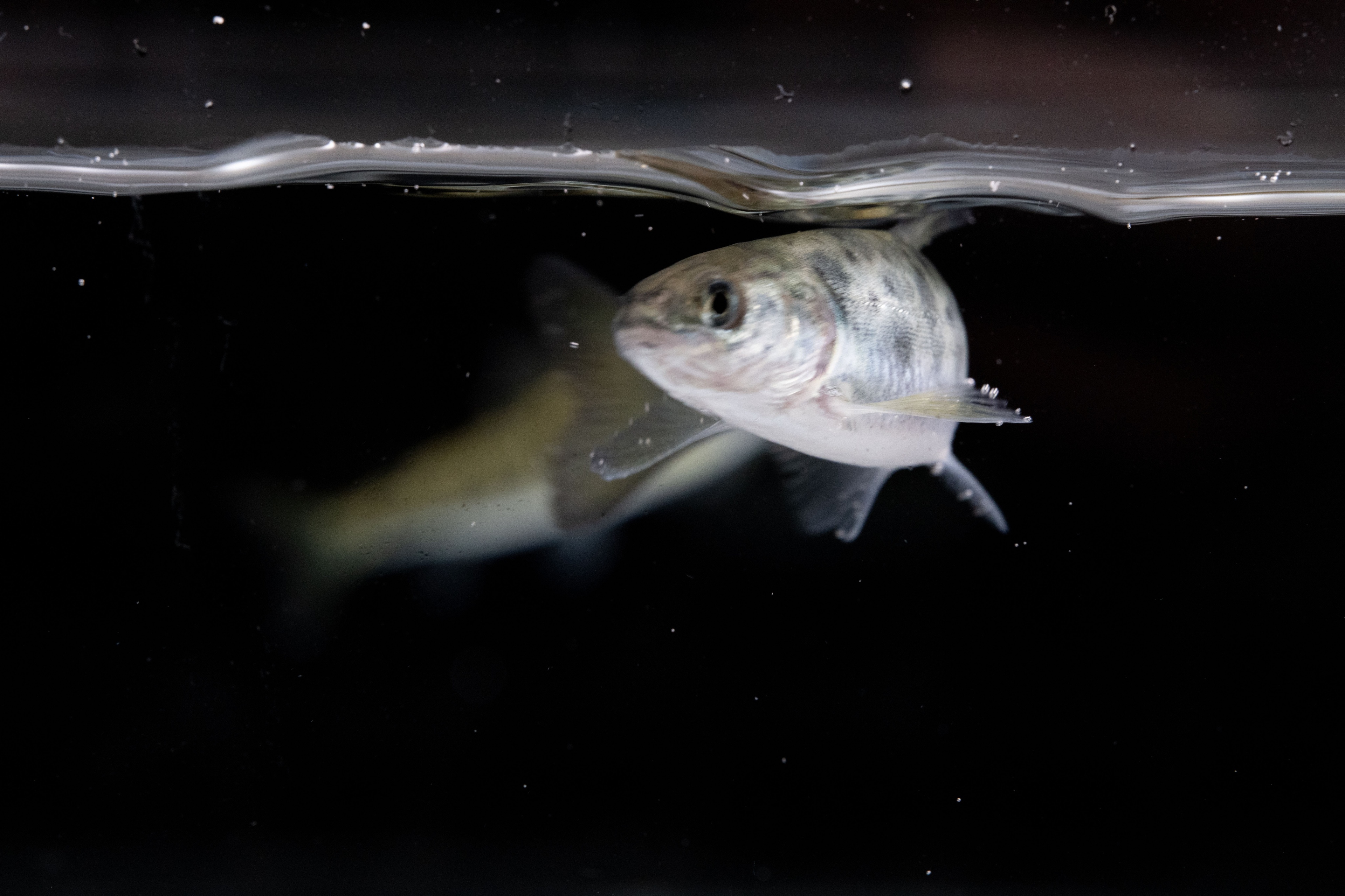 Fiskevelferdskurs - Landbasert