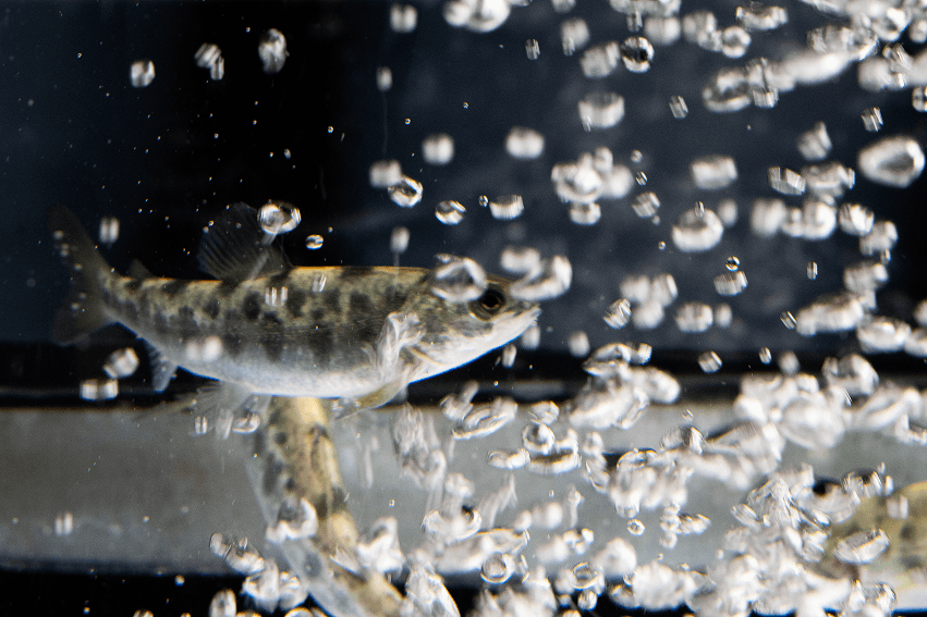 Fiskevelferd land - oppdateringskurs