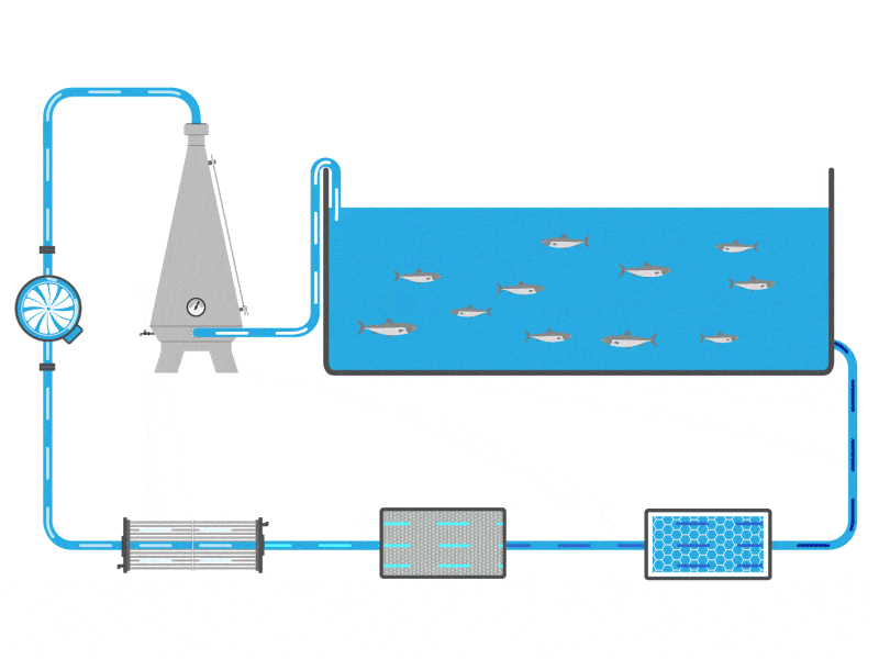 E-læringskurs i smoltproduksjon i RAS-anlegg